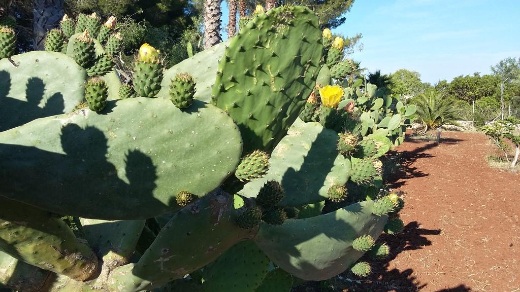 Tenuta Terenzano Torre San Giovanni Ugento Bagian luar foto